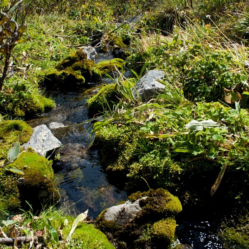 Лесной ручей.