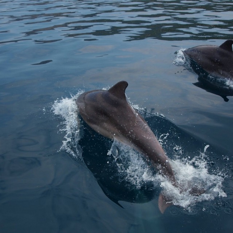 Дельфины Афалина- любопытные спутники морской прогулки