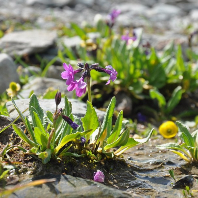 Летние краски