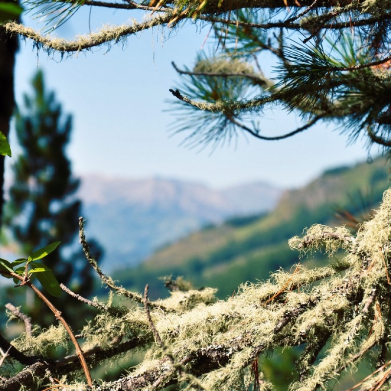 Сказки леса