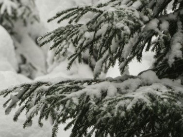 Лесная прогулка в Звенигород