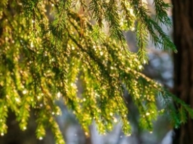 Выходной день в Пироговском лесопарке