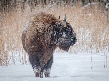 Путешествие в царство зубров