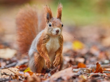 По тропинкам Мещёрского парка