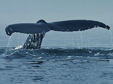 Выходные на Кольском в поисках китов (глэмпинг)