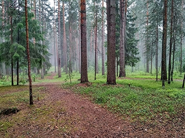 Прогулка по хвойному лесу вдоль Москвы-реки