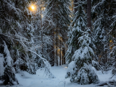 Прогулки по хвойному царству