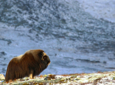 Арктическое сафари на Ямале