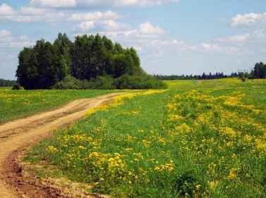 Лесная прогулка в Звенигород