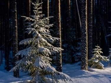 Лесная прогулка к Лыткаринским каменоломням 