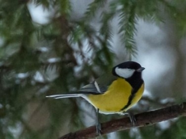 Выходной день в Битцевском лесу