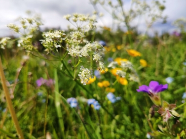 Лесная прогулка по Лосиному Острову