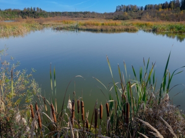 Экомаршрут к Волковскому болоту