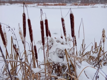 Лесные озёра и болота Подмосковья