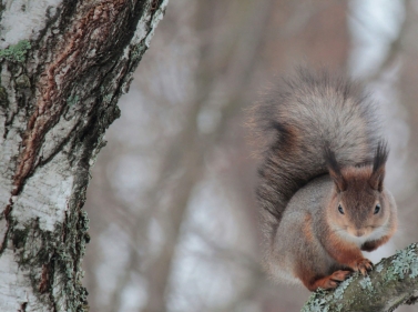 Лесная прогулка по Лосиному Острову