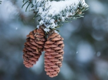 Прогулка по лесу от Шарапово до карьера Сима