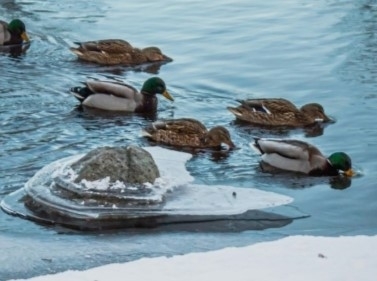 Прогулка к Учинскому водохранилищу