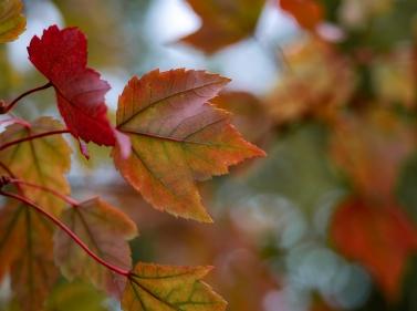 Выходной день в Пироговском лесопарке