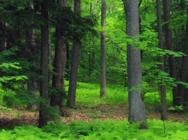 Треккинг по Красногорскому лесу