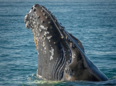 Круиз по Шантарским островам: на поиски китов