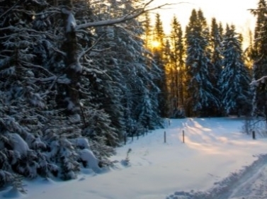 По тропинкам Мещёрского парка