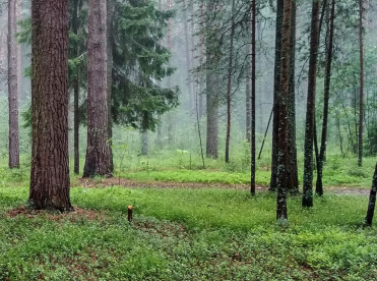 Прогулка к озеру Волкуша