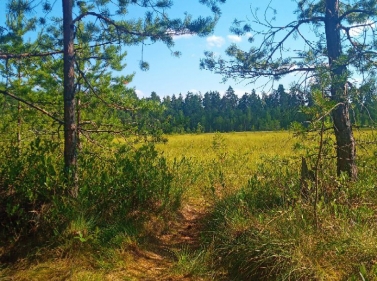 Экомаршрут к Волковскому болоту
