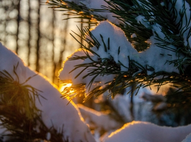 Треккинг по подмосковному лесу в Захарово