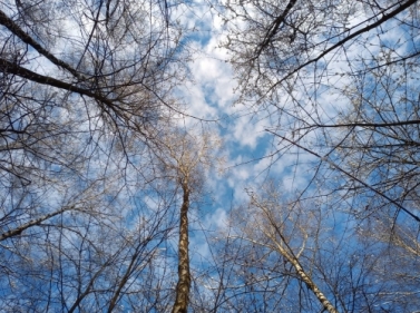 Выходной день в Пироговском лесопарке